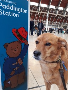 Georgie our rescued crossbreed Golden Retriever/Labrador, out and about during her dog Walking in London with EmmanuelleChaix