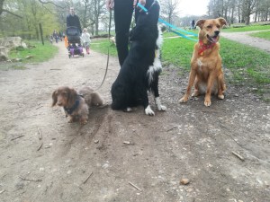Rupert, the Miniature long-haired Dachshund, Chester, the Border Collie, and Georgie, the rescued crossbreed Golden Retriever/Labrador, during their fun dog Walking in London with EmmanuelleChaix