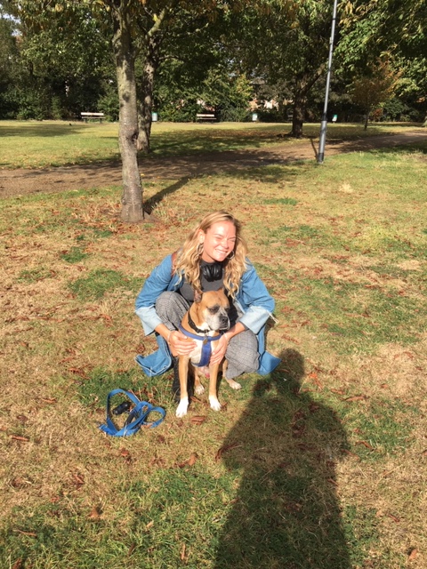 Thor, the rescued Boxer Terrier, for his dog Walking with EmmanuelleChaix in London