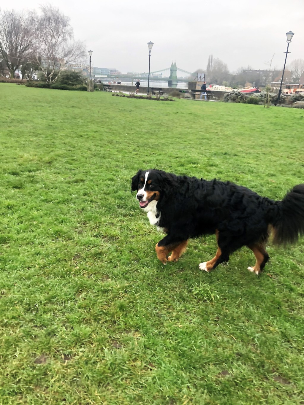 The best dog care at EmmanuelleChaix in London