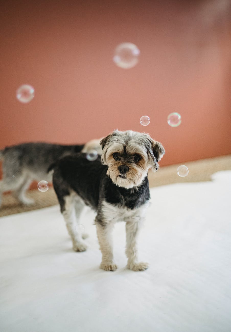 Dog Training & Other Services with EmmanuelleChaix