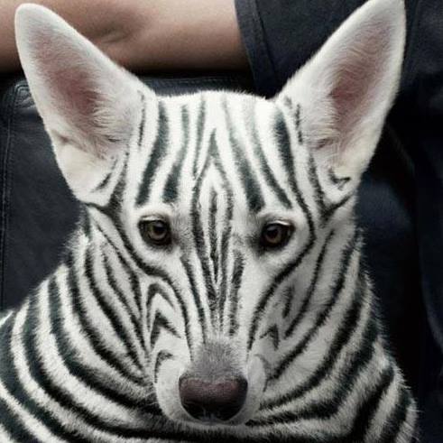 Dog Training UK - EmmanuelleChaix