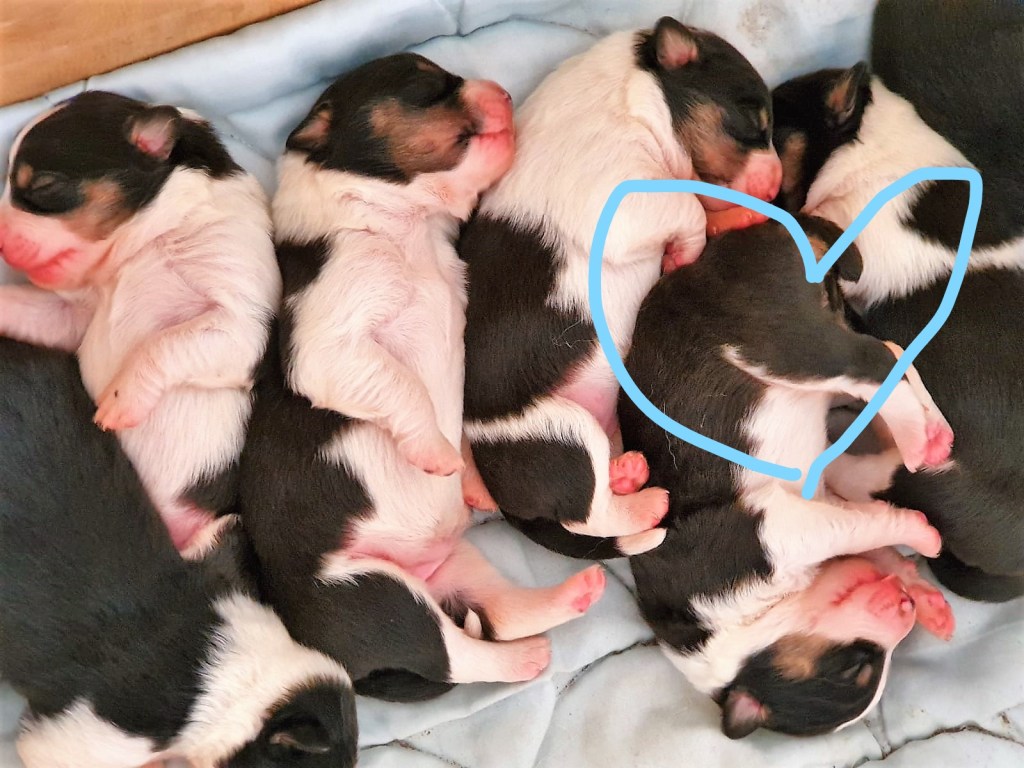 Dog Training UK - EmmanuelleChaix