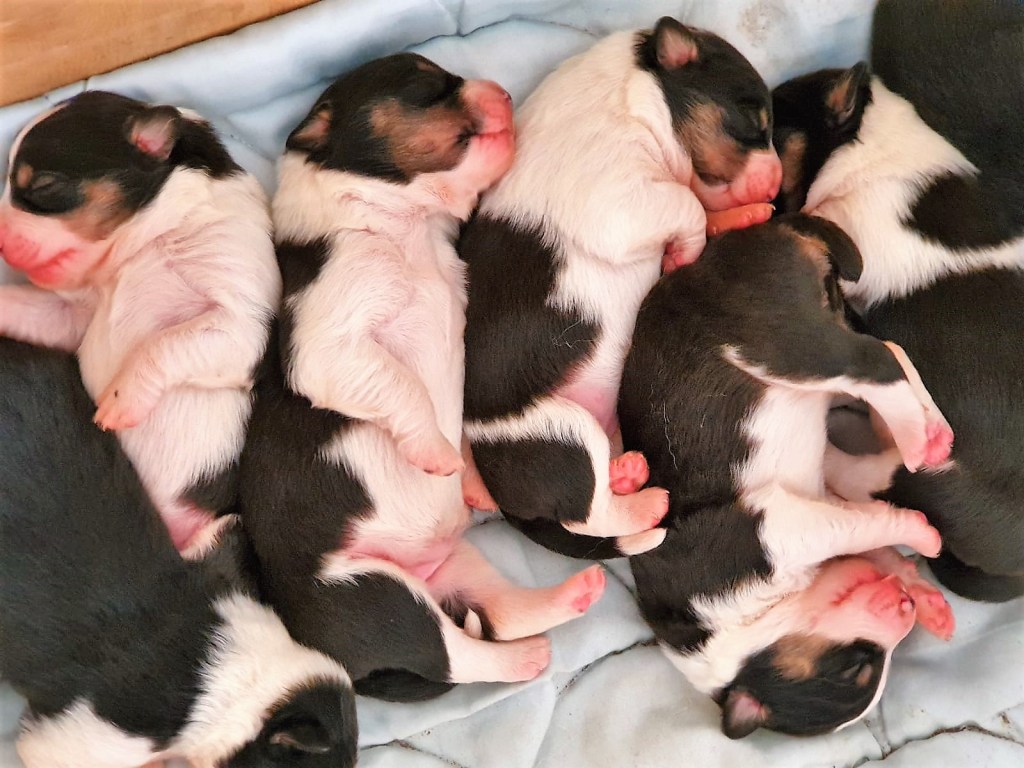 Dog Training UK - EmmanuelleChaix