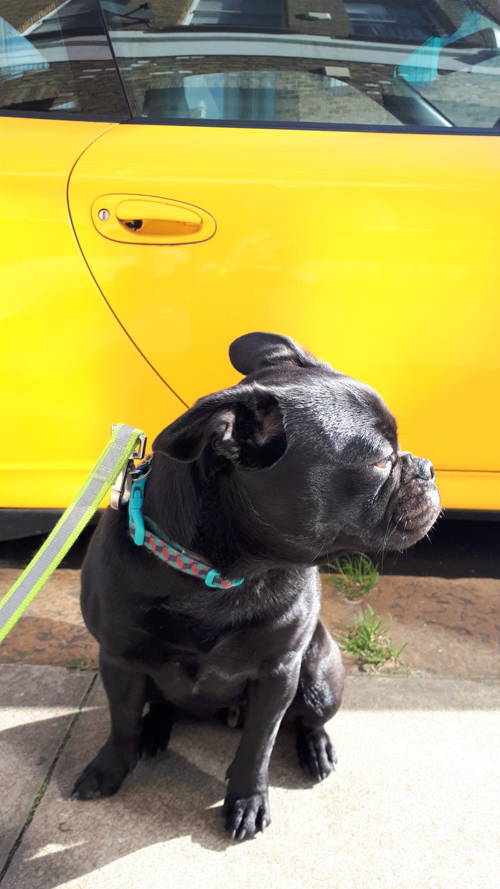 Dog Training UK - EmmanuelleChaix